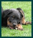 �teniatko beaucerona s PP