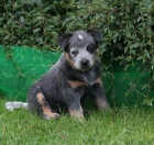 Australsk� hon�ck� pes