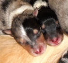 Zad�m �t���tka