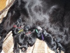 Flat Coated Retriever-�t���tka
