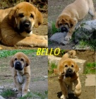  �pan�lsk� mastin �t�n�tka s PP k ODB�RU-pejsky-SLEVA 