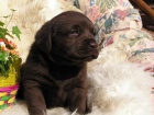 Labradorsk� retriever