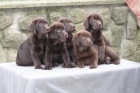 Labradorsk� retriever-�okol�dov� �t�n�tka  s PP