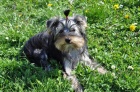 Jork��rsk� teri�r/Yorkshire terrier fenka