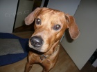 Rhod�sk� ridgeback - kryt�