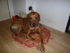 Rhod�sk� ridgeback - kryt�