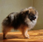 N�meck� �pic trpasli�� / pomeranian s PP