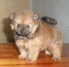 N�meck� �pic trpasli�� / pomeranian s PP