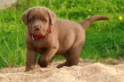 Labrador �t�n�