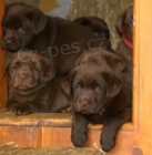 Labrador �t�n�