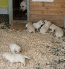 Prod�me �t��ata labradorsk�ho retrievra s PP