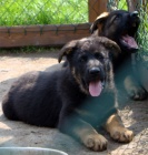 Pracovn� fena NO s PP