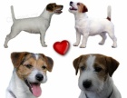 �t��ata Jack Russell Teriera s PP