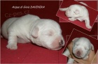 �t��ata Jack Russell Teriera s PP