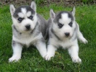 Sibi�sk� husky-