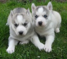 Sibi�sk� husky-
