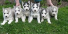 Sibi�sk� husky-