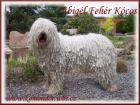 KOMONDOR - b�l� obr s dredy