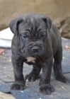 Cane corso �t��ata s PP