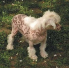 ��nsk� chocholat� pes-�t��ata s PP