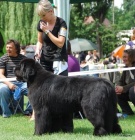 Novofundlandsk� pes s PP