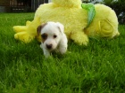 Jack Russell Terrier �t���tka