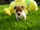 Jack Russell Terrier �t���tka
