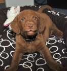 N�dhern� �t��ata retr�vr�