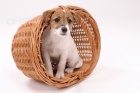 Parson a Jack Russell teri�r