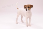Parson a Jack Russell teri�r