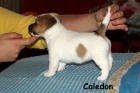 Hladk� �t���tka s PP - Jack Russell terier