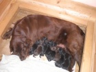 Flat Coated Retriever � �ern� �t��ata s PP