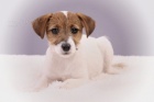 Parson a Jack Russell teri�r