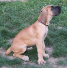 N�meck� doga-�t��ata