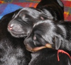 HOVAWART - �t��ata s PP