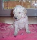 Kr�lovsk� pudl s PP