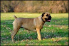 Prod�m �t��ata Boerboel, �pi�kov� rodi�e