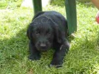 �t��ata Flat Coated Retriever