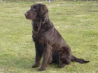 �t��ata Flat Coated Retriever