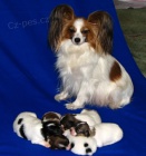 Papillon - mot�lek