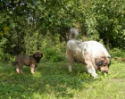 Kavkazsk� pasteveck� pes