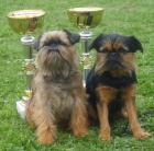 Grifonci a brabant�ci, �t��ata s PP