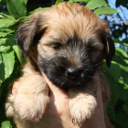 Tibetsk� teri�r - �t�n� s PP