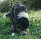 Pejsci BORDER KOLIE s PP po v�born�ch rodi��ch