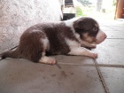 Pejsci BORDER KOLIE s PP po v�born�ch rodi��ch