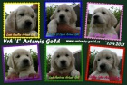 �t��ata Golden Retriever s PP