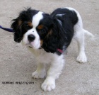 Kaval�r king charles �pan�l s PP