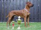 Rhod�sk� ridgeback