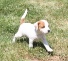 Parson russell terrier � kvalitn� �t���tka s PP