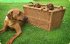 rhodesk� ridgeback-�t���tka s PP